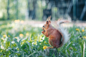 A squirrel runs on the grass