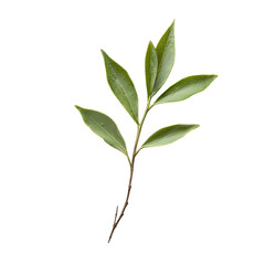 A rectangular Tanzaku strip with handwritten wishes, hanging from a thin bamboo branch. transparent PNG