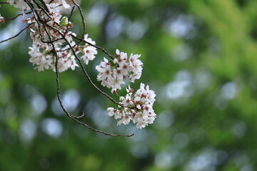 春爛漫満開