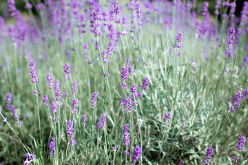 Obraz premium Lavender flowers close up in a field