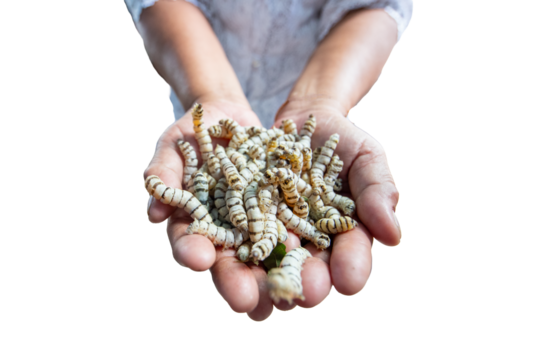 Silkworm in hand isolated on white background