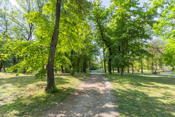 Peaceful walking path curving gently through vibrant summer greenery park, bordered by mature trees...