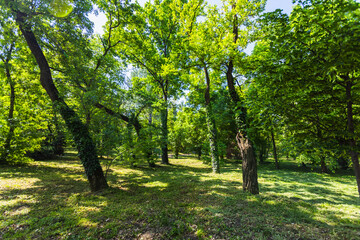 Fototapeta premium Tranquil scene in a forest or park with sunlight filtering through the lush green canopy, creating a beautiful pattern of light and shadow on the grassy ground.