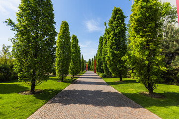Formal Garden Pathway with Symmetrical Column Trees and Cobblestone Path in Public Park Under Clear Blue Sky