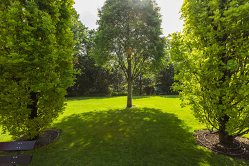 Idyllic park scene featuring a single tree standing prominently on a vibrant green lawn, casting a large shadow under bright sunlight.