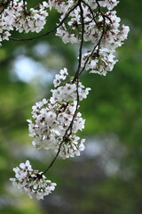 春爛漫満開