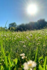 Sunny meadow filled with wildflowers