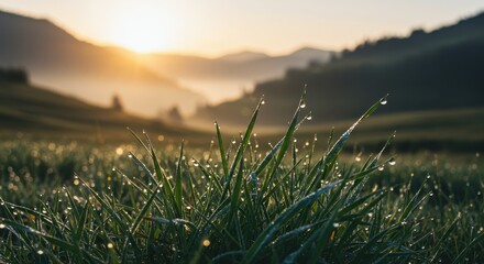 Close-up of fresh green grass covered in sparkling dew drops at foggy sunrise in mountain valley