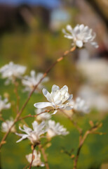 Delicate white Star magnolia flowers blooming in Zurich surroundings Switzerland