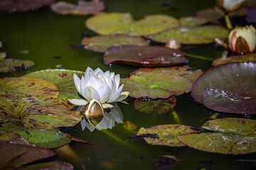A white water lily blossom floats on a pond amidst floating lily pads