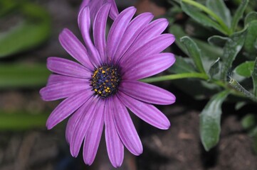 Obraz premium Osteospermum ecklonis en gros plan dans un jardin au printemps