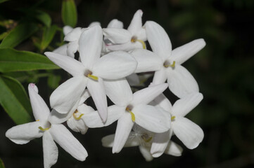 Fleurs de jasmin en gros plan au printemps