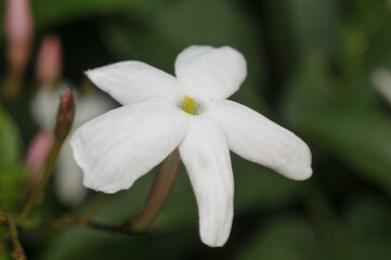 Fleur de jasmin en gros plan au printemps