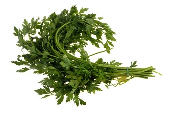 Coriandre fraîche en gros plan isolé sur fond blanc