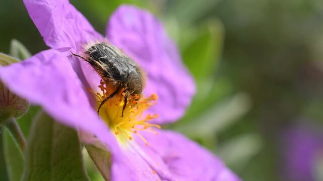 Closeup of the flower chafer (Tropinota squalida) on the flower of the grey-leaved cistus
