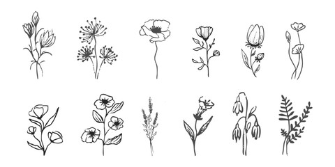 Wild forest herbs and flowers vintage textured chalk drawing sketch. Line grass retro flora silhouette. Crayon doodle hand drawn