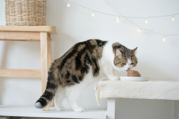 international cat day concept with scottish tabby cat eat food on table with birthday party decoration background
