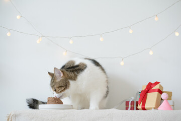 international cat day concept with scottish tabby cat eat food on table with birthday party decoration background