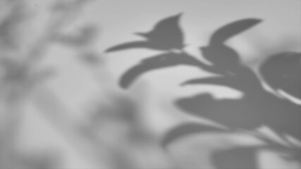 The shadow of a tree sways on a white background