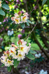 Primo piano di fiori di rododendro in un giardino di primavera