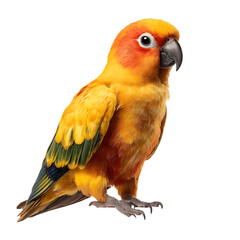 Vibrant sun conure parrot bird isolated on pet eye blue wing claw beak on transparent background