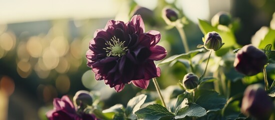 Artistic display of a deep maroon flower and buds with a blurred background