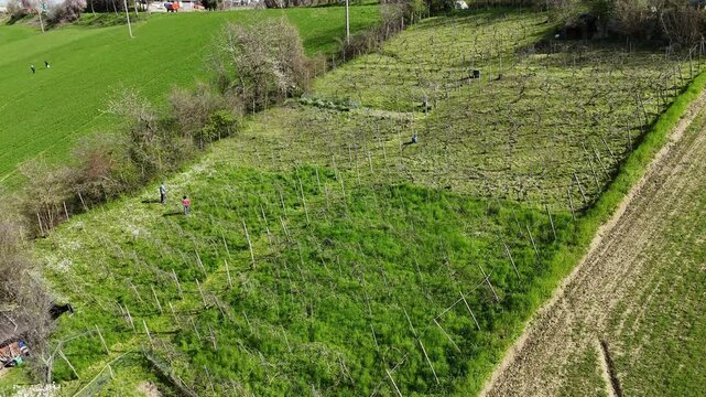 Husband and wife farmers carry out Guyot pruning among bare vines on slanted terrain in northern Italy, with green undergrowth and budding trees marking the season&rsquo;s renewal, slow motion