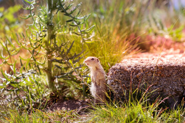 ground squirrel looking at camera, curious