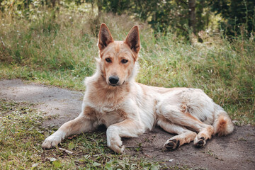 Stray big dog laying on ground in the park waiting for an owner and home. Hungry skinny tired mongrel looking at camera. Concept of street animals problems. Homeless needs help, care, hope and love