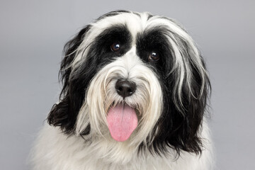 A fluffy black and white dog lies comfortably on a light gray studio backdrop. 
