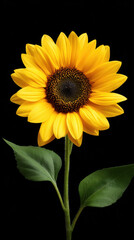 Obraz premium Bright yellow sunflower with a dark brown center stands tall against a stark black background, its green leaves adding a touch of natural elegance and beauty.
