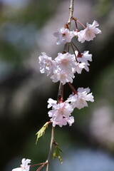 春爛漫満開