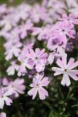 pink flowers in the garden