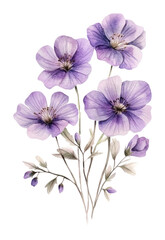 Obraz premium PNG Watercolor purple wildflower flowers illustration petals.