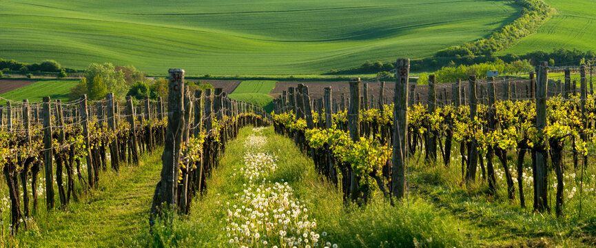 Moravian Tuscany, wavy landscape composed of vineyards and green farmland