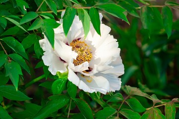 An elegant white tree peony blooms, its delicate petals contrasting with deep green leaves.