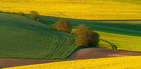 Undulating fields of blooming rapeseed and green young grain interspersed with ecological strips of tree-lined middens.South. Moravia, Czech Republic