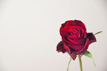 Fototapeta premium 赤い薔薇