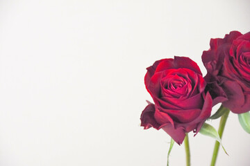 赤い薔薇