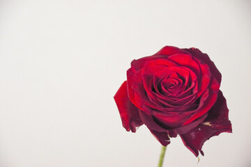 赤い薔薇