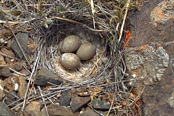 Three bird eggs in a nest in the mountains