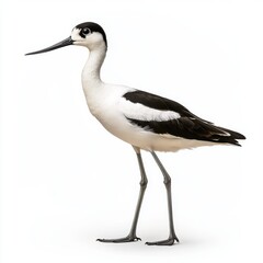 Obraz premium Elegant Avocet Bird Side View Detailed Wildlife Portrait
