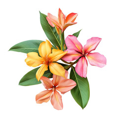 Fototapeta premium PNG Mokara flowers leaves leaf colors.