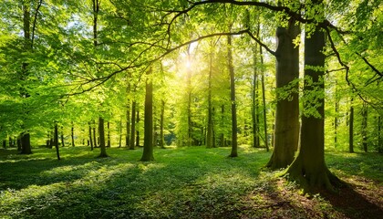 Obraz premium Scenic forest of fresh green deciduous trees framed by leaves, with the sun casting its warm rays through the foliage nature