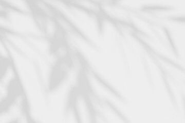 Abstract white studio background for product presentation. Gray empty room with shadows from tree leaves. 3D room with space for copying. The concept of summer and spring. Monochrome background.