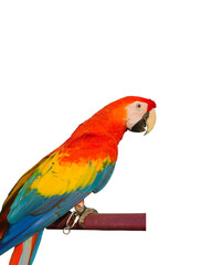 scarlet macaw parrot standing on a perch isolated on white background. This has clipping path.