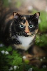 A charming tortoiseshell cat with striking blue eyes roams through a sunlit forest filled with wildflowers and lush greenery during a lively spring day