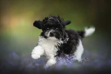 A lively cavapoo puppy with striking black and white fur playfully runs through a vibrant forest. Its fluffy coat contrasts beautifully with the greenery surrounding it