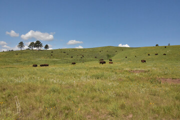 Fototapeta premium Valley and Meadow with a Herd of Bison