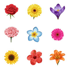 set of flower colorful vector design, flower, floral, vector, design, rose, illustration, pattern, art, nature, leaf, set, decoration, plant, vintage, tattoo, drawing, silhouette, element
